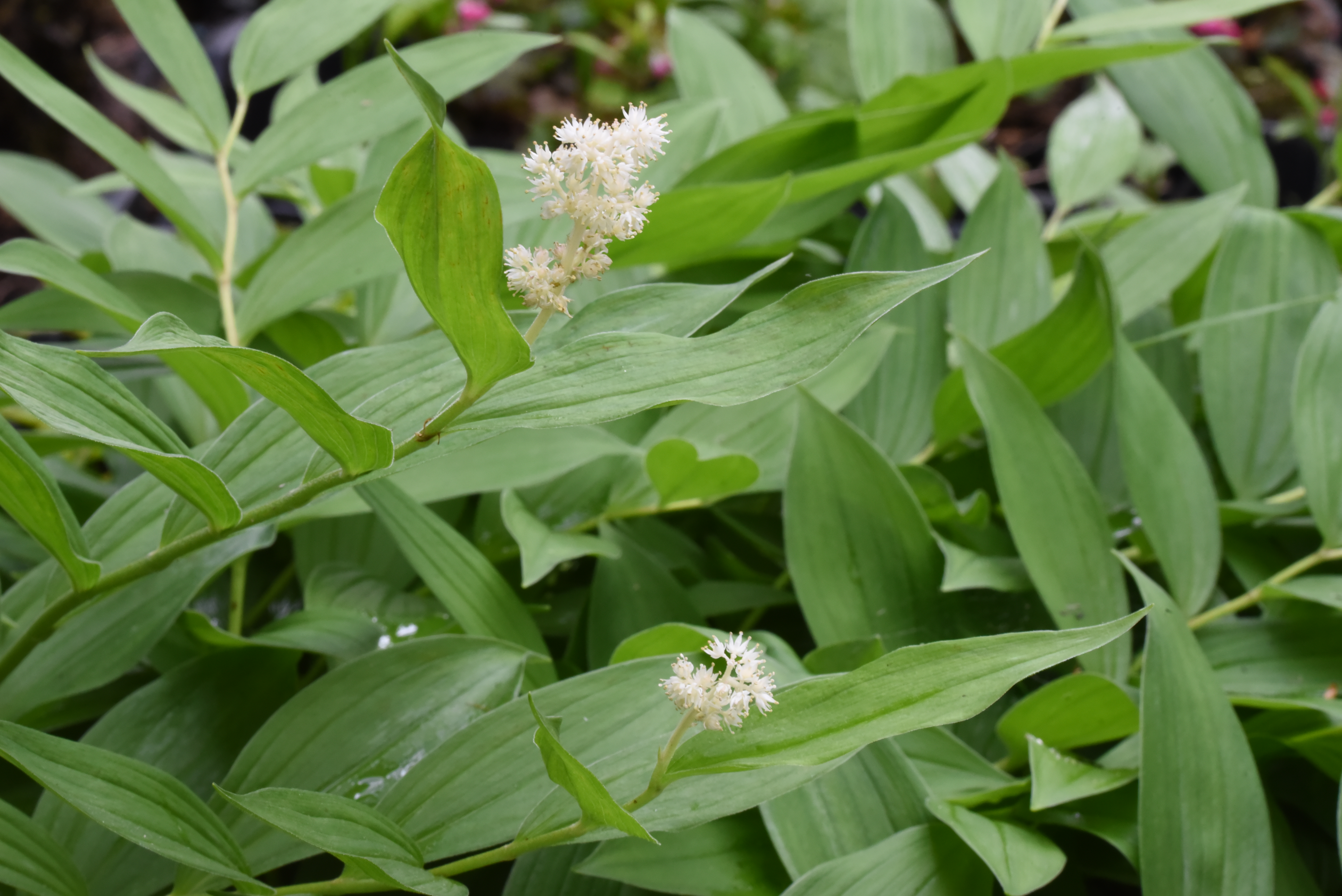 Smilacina racemosaValse salomonszegel bestellen